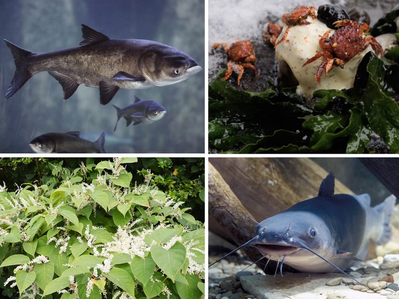 Invasive species miya's