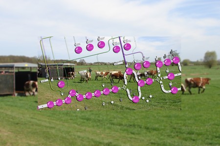 Koeien in wie cc HarcoRutgers_edit.jpg