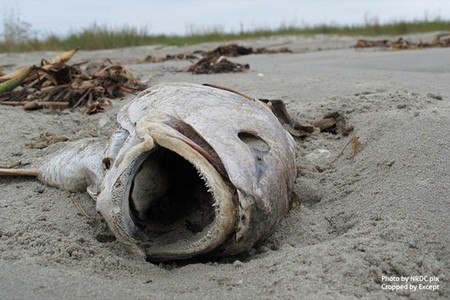 Dead fish